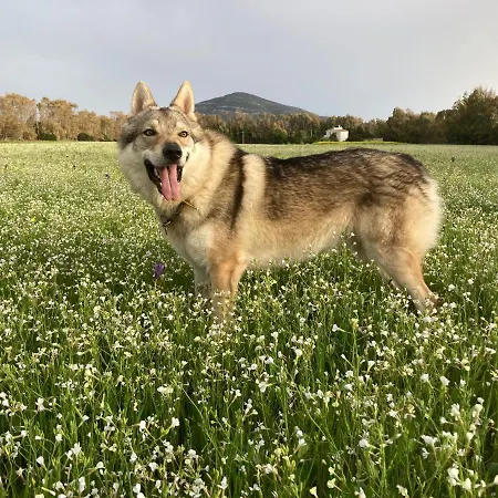 Del Lupo ゲストハウス