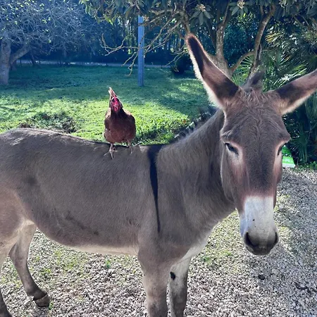 Del Lupo サンタ・マリア・ラ・パルマ
