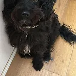 Del Lupo 招待所