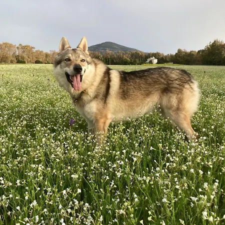 Del Lupo Πανσιόν