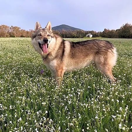 Del Lupo ゲストハウス